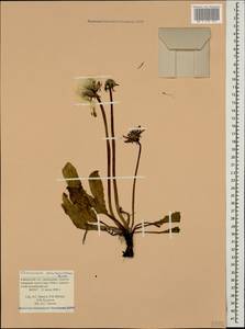 Taraxacum porphyranthum Boiss., Caucasus, Krasnodar Krai & Adygea (K1a) (Russia)