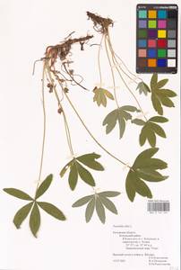 Potentilla alba L., Eastern Europe, Central region (E4) (Russia)