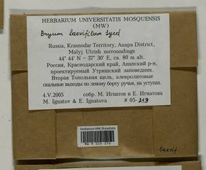 Rosulabryum moravicum (Podp.) Ochyra & Stebel, Bryophytes, Bryophytes - North Caucasus & Ciscaucasia (B12) (Russia)