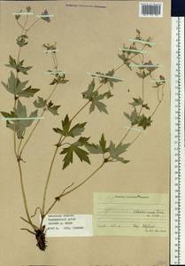 Geranium wlassovianum Fisch. ex Link, Siberia, Baikal & Transbaikal region (S4) (Russia)