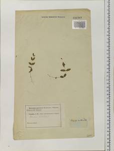 Moehringia lateriflora (L.) Fenzl, Siberia (no precise locality) (S0) (Russia)