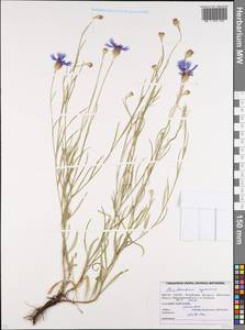 Centaurea cyanus L., Eastern Europe, Belarus (E3a) (Belarus)