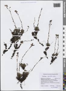 Saxifraga bronchialis subsp. bronchialis, Siberia, Baikal & Transbaikal region (S4) (Russia)