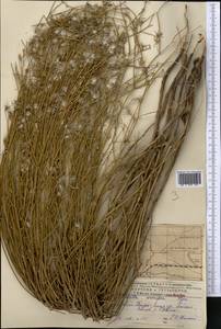Chondrilla leiosperma Kar. & Kir., Middle Asia, Muyunkumy, Balkhash & Betpak-Dala (M9) (Kazakhstan)