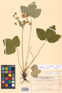 Fragaria moschata Duchesne, Eastern Europe, Moscow region (E4a) (Russia)