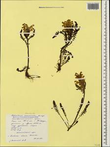 Pedicularis chroorrhyncha Vved., Caucasus, Stavropol Krai, Karachay-Cherkessia & Kabardino-Balkaria (K1b) (Russia)