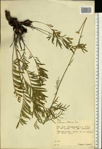 Rhaponticoides ruthenica (Lam.) M. V. Agab. & Greuter, Eastern Europe, Eastern region (E10) (Russia)