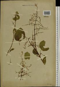 Syringa, Siberia (no precise locality) (S0) (Russia)