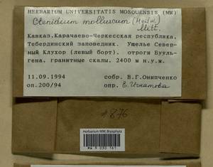 Ctenidium molluscum (Hedw.) Mitt., Bryophytes, Bryophytes - North Caucasus & Ciscaucasia (B12) (Russia)
