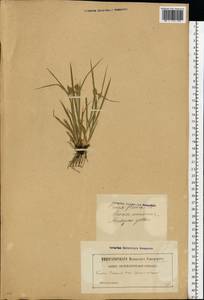 Carex flava L., Eastern Europe, Latvia (E2b) (Latvia)