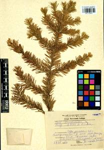 Abies sibirica Ledeb., Siberia, Baikal & Transbaikal region (S4) (Russia)