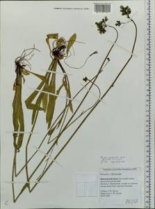 Pilosella piloselloides subsp. praealta (Gochnat) S. Bräut. & Greuter, Siberia, Russian Far East (S6) (Russia)