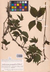 Parthenocissus quinquefolia (L.) Planch., Eastern Europe, Lower Volga region (E9) (Russia)