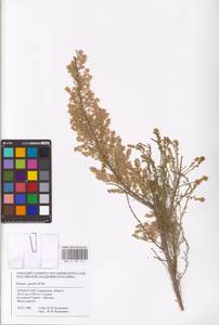 Tamarix gracilis Willd., Middle Asia, Caspian Ustyurt & Northern Aralia (M8) (Kazakhstan)