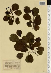 Alnus glutinosa (L.) Gaertn., Eastern Europe, Moscow region (E4a) (Russia)