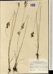 Juncus orchonicus Novikov, Mongolia (MONG) (Mongolia)