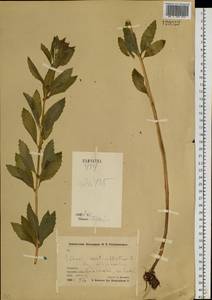 Hylotelephium verticillatum (L.) H. Ohba, Siberia, Chukotka & Kamchatka (S7) (Russia)