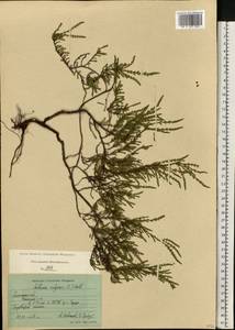 Calluna vulgaris (L.) Hull, Eastern Europe, Central region (E4) (Russia)