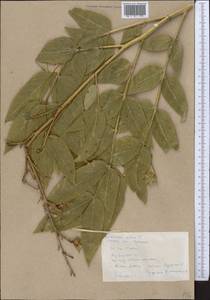 Dictamnus albus L., Middle Asia, Pamir & Pamiro-Alai (M2) (Tajikistan)