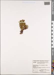 Dryas octopetala subsp. incisa (Juz.) Malyschev, Siberia, Central Siberia (S3) (Russia)