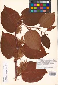 Reynoutria × bohemica Chrtek & Chrtková, Eastern Europe, Moscow region (E4a) (Russia)