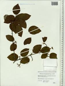 Viburnum burejaeticum Regel & Herder, Siberia, Russian Far East (S6) (Russia)
