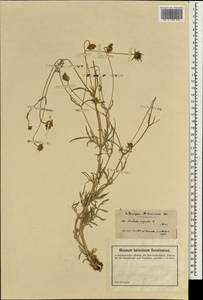 Lomelosia argentea (L.) Greuter & Burdet, South Asia, South Asia (Asia outside ex-Soviet states and Mongolia) (ASIA) (Turkey)