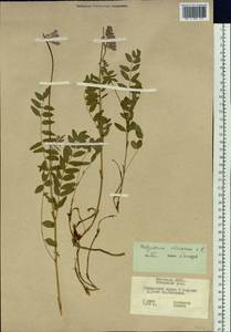 Hedysarum hedysaroides subsp. arcticum (B.Fedtsch.) P.W.Ball, Siberia, Yakutia (S5) (Russia)