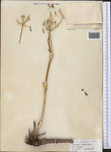 Ferula dshizakensis Korovin, Middle Asia, Pamir & Pamiro-Alai (M2) (Uzbekistan)