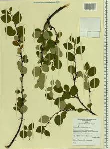 Cotoneaster integerrimus Medik., Eastern Europe, Northern region (E1) (Russia)