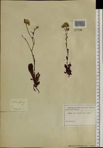 Limonium flexuosum (L.) Chaz., Siberia, Baikal & Transbaikal region (S4) (Russia)