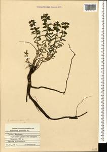 Euphorbia glareosa Pall. ex M.Bieb., Caucasus, Georgia (K4) (Georgia)