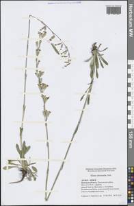 Silene chlorantha (Willd.) Ehrh., Eastern Europe, Central forest-and-steppe region (E6) (Russia)