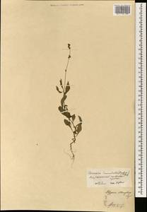 Persicaria maculosa Gray, South Asia, South Asia (Asia outside ex-Soviet states and Mongolia) (ASIA) (China)