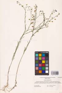 Linum austriacum L., Eastern Europe, Lower Volga region (E9) (Russia)