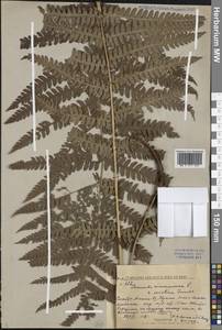 Osmundastrum cinnamomeum subsp. asiaticum (Fernald) Fraser-Jenk., Siberia, Russian Far East (S6) (Russia)