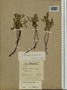 Salix reptans Rupr., Eastern Europe, Northern region (E1) (Russia)