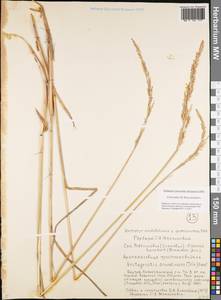 Arctagrostis arundinacea (Trin.) Beal, Siberia, Yakutia (S5) (Russia)