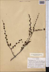 Ulmus minor Mill., America (AMER) (United States)