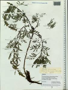 Artemisia gmelinii Weber ex Stechm., Siberia, Baikal & Transbaikal region (S4) (Russia)