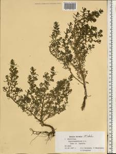 Spirobassia hirsuta (L.) Freitag & G. Kadereit, Eastern Europe, Lower Volga region (E9) (Russia)