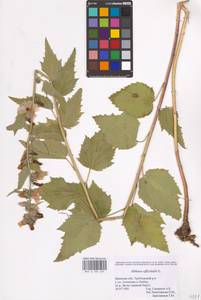 Althaea officinalis L., Eastern Europe, Western region (E3) (Russia)