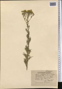 Ajania fastigiata (C. Winkl.) Poljakov, Middle Asia, Northern & Central Tian Shan (M4) (Kyrgyzstan)