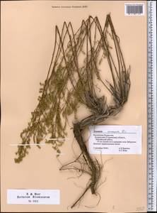 Artemisia arenaria DC., Middle Asia, Northern & Central Kazakhstan (M10) (Kazakhstan)