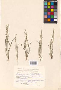 Plantago tenuiflora Waldst. & Kit., Eastern Europe, Lower Volga region (E9) (Russia)