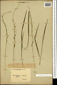 Lolium pratense (Huds.) Darbysh., Caucasus, Georgia (K4) (Georgia)