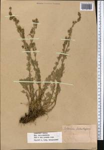 Artemisia aschurbajewii C. Winkl., Middle Asia, Western Tian Shan & Karatau (M3) (Kazakhstan)