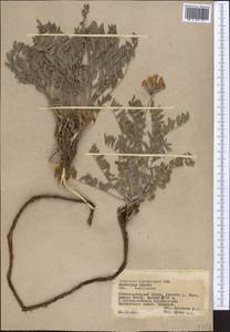 Hedysarum lehmannianum Bunge, Middle Asia, Pamir & Pamiro-Alai (M2) (Tajikistan)