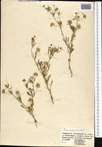 Ranunculus arvensis L., Middle Asia, Pamir & Pamiro-Alai (M2) (Tajikistan)