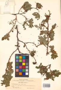 Rosa caesia Sm., Eastern Europe, North Ukrainian region (E11) (Ukraine)